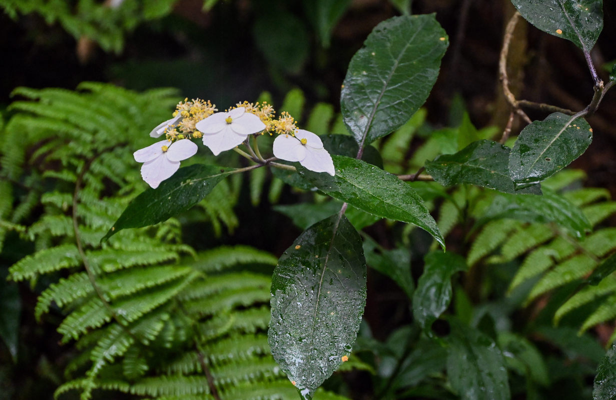 Image of Hydrangea chinensis specimen.