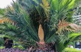 genus Cycas. Верхушка растения с микростробилом. Китай, Гуанси-Чжуанский автономный р-н, окр. дер. Фэнлоу, в культуре. 02.06.2024.