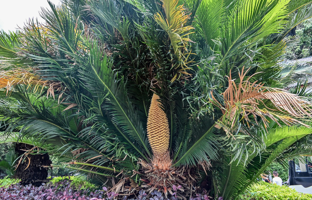 Image of genus Cycas specimen.