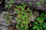 Oxalis corniculata. Цветущее и плодоносящее растение. Грузия, Имеретия, г. Кутаиси, расщелина в каменной стене. 14.06.2023.