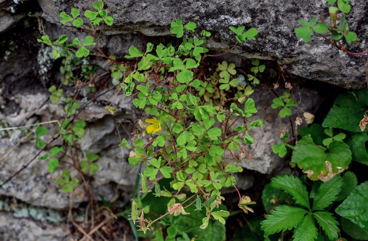 Изображение особи Oxalis corniculata.