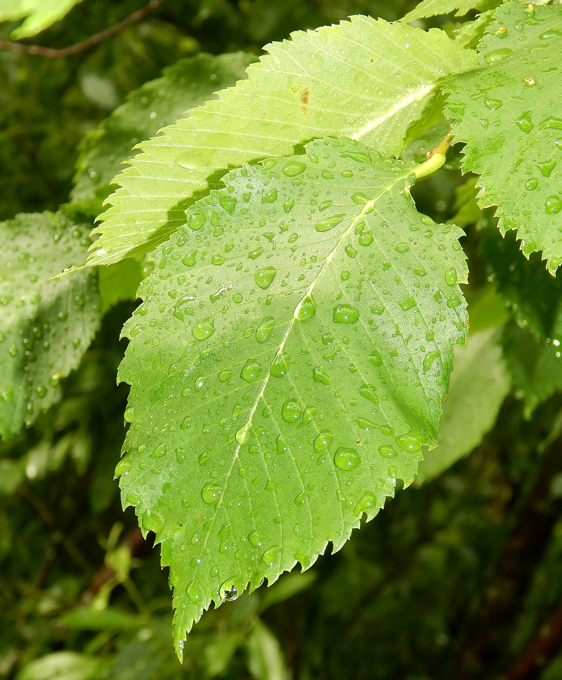 Изображение особи Ulmus laevis.