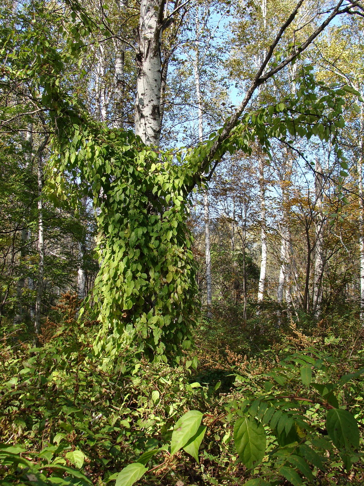 Image of Schisandra chinensis specimen.