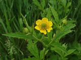 Geum aleppicum. Верхушка побега с цветком и бутонами. Хабаровский край, окр. г. Комсомольск-на-Амуре, зарастающий пустырь. 04.07.2024.