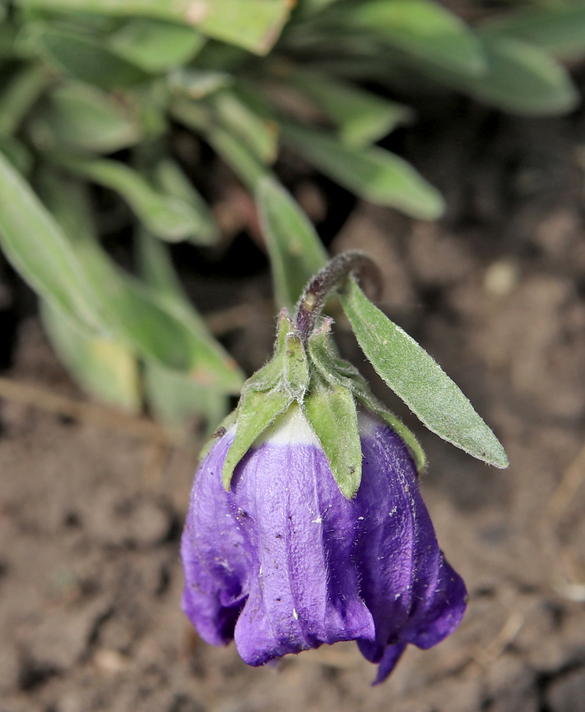 Изображение особи Campanula saxifraga.