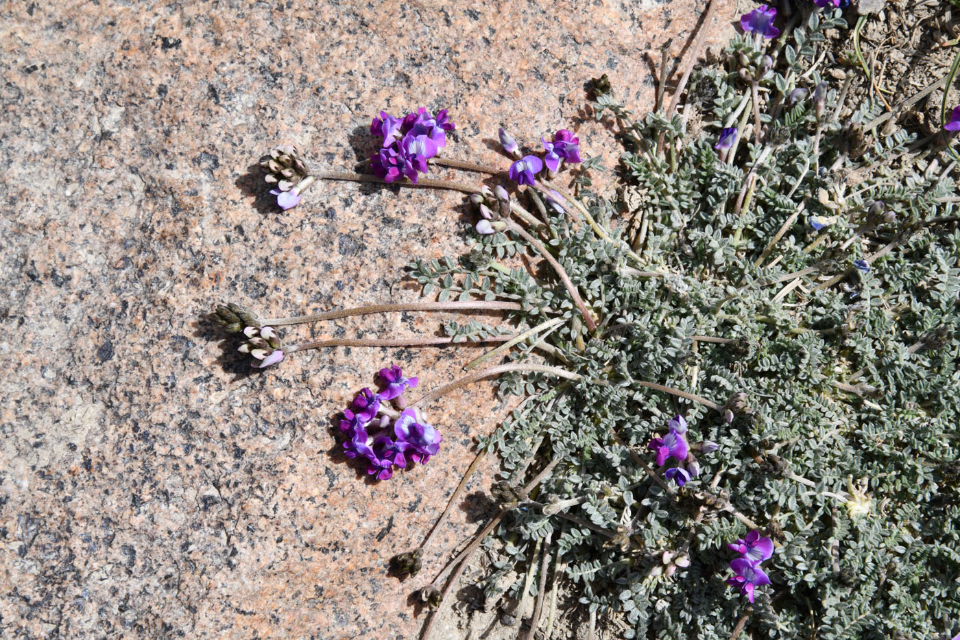 Изображение особи род Oxytropis.