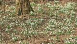 Galanthus plicatus. Аспект цветущих растений. Краснодарский край, Черноморское побережье Кавказа, м/о г. Новороссийск, окр. с. Глебовка, выс. ≈ 400 м н.у.м., горный широколиственный лес. 3 марта 2024 г.