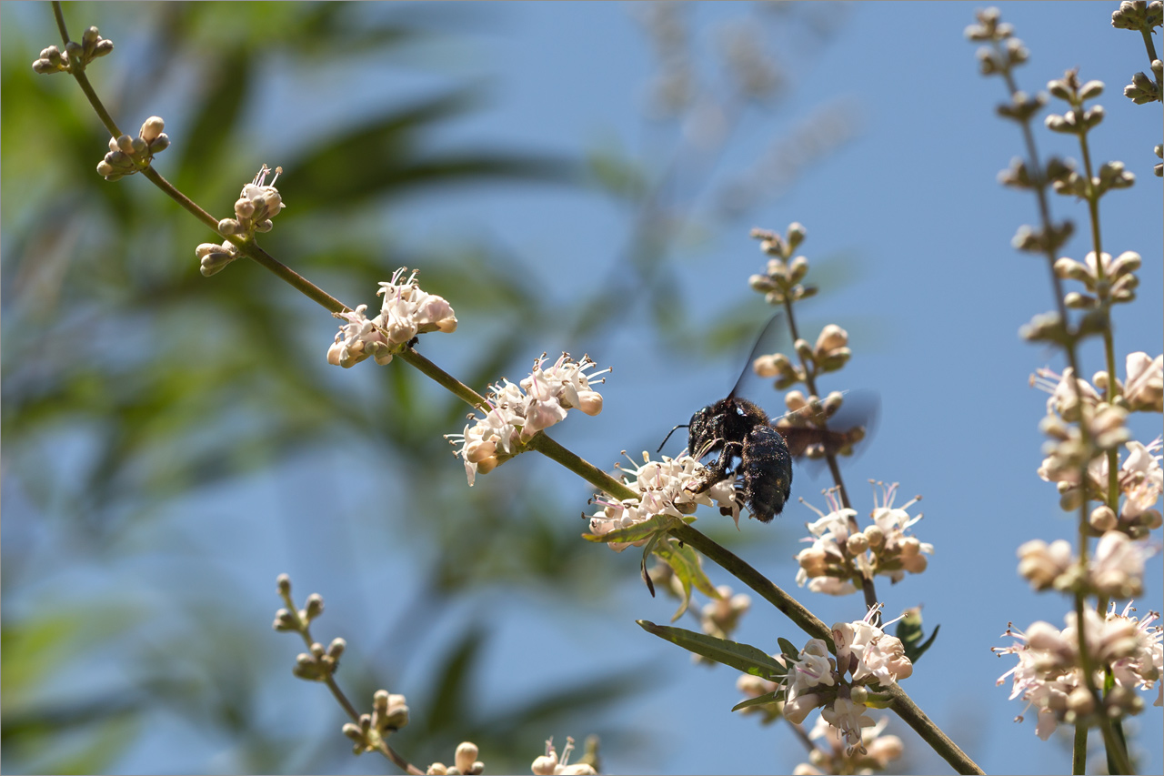 Image of Vitex agnus-castus specimen.