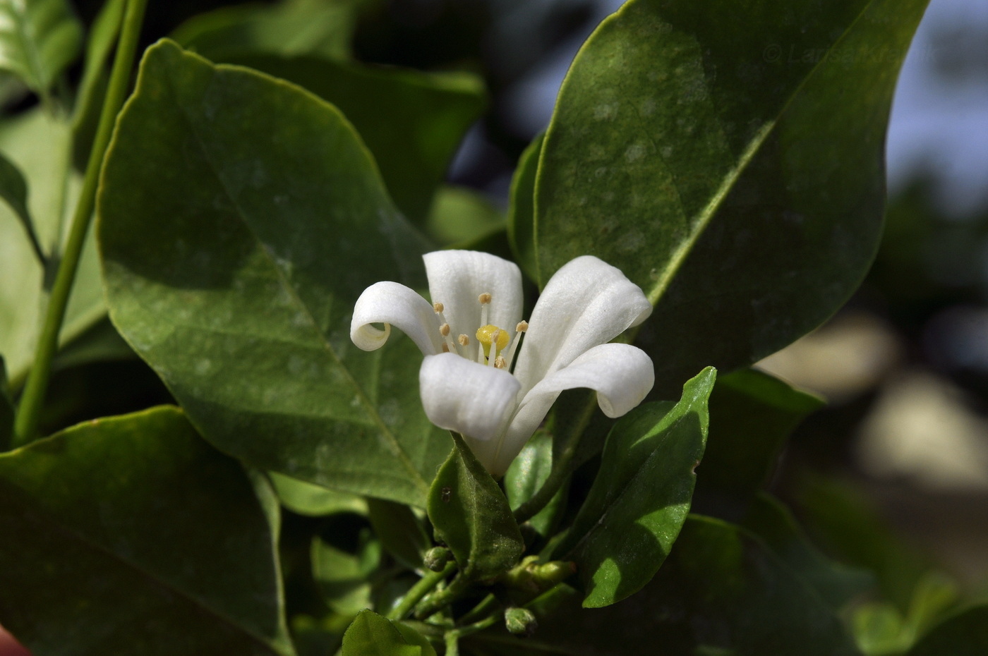 Изображение особи Murraya paniculata.