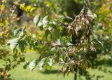 Cercis siliquastrum. Ветвь с незрелыми плодами. Турция, г. Анталья, Dokuma Park, в культуре. 01.06.2024.