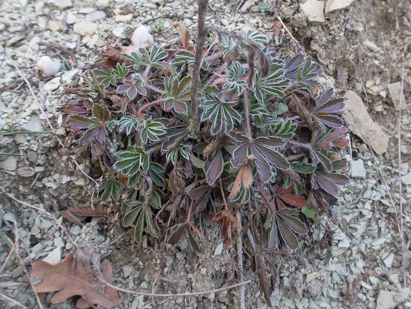 Image of genus Potentilla specimen.