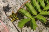 Potentilla anserina. Созревающий плод и верхушка листа. Ленинградская обл., Ломоносовский р-н, окр. Шепелёвского маяка; п-ов Каравалдай, берег Финского залива, щебнисто-валунный пляж, зона заплеска. 16.06.2024.