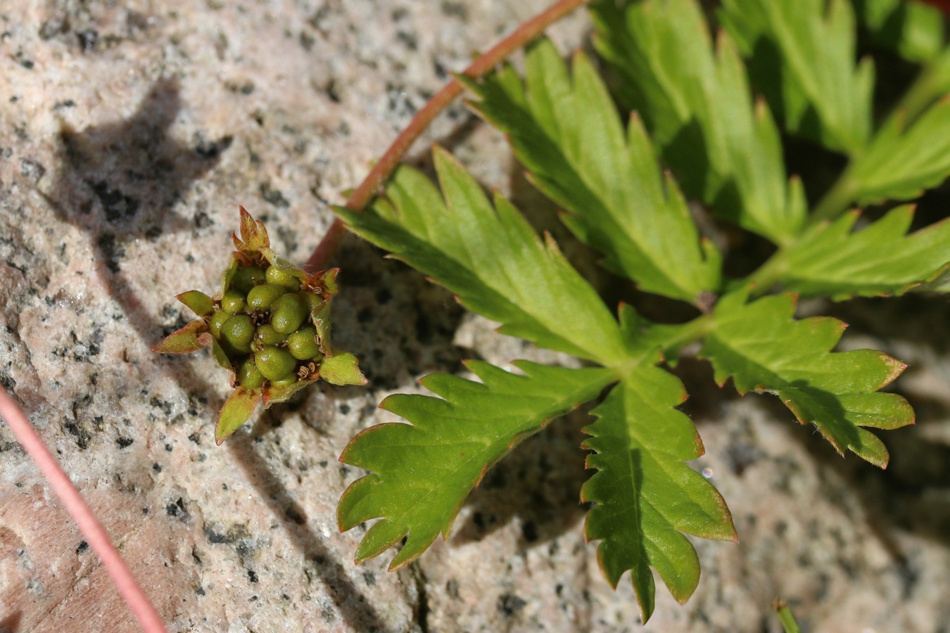 Изображение особи Potentilla anserina.