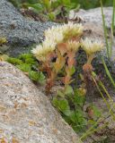 Sedum oppositifolium. Цветущие растения. Кабардино-Балкария, Черекский р-н, окр. с/п Верхняя Балкария, берег р. Псыгансу, ≈ 2100 м н.у.м., приречный луг. 31.07.2024.