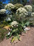 Heracleum stevenii. Цветущее и плодоносящее растение. Крым, Южный Берег, окр. с. Лучистое, гора Южная Демерджи, луг, возле тропы. 03.06.2024.