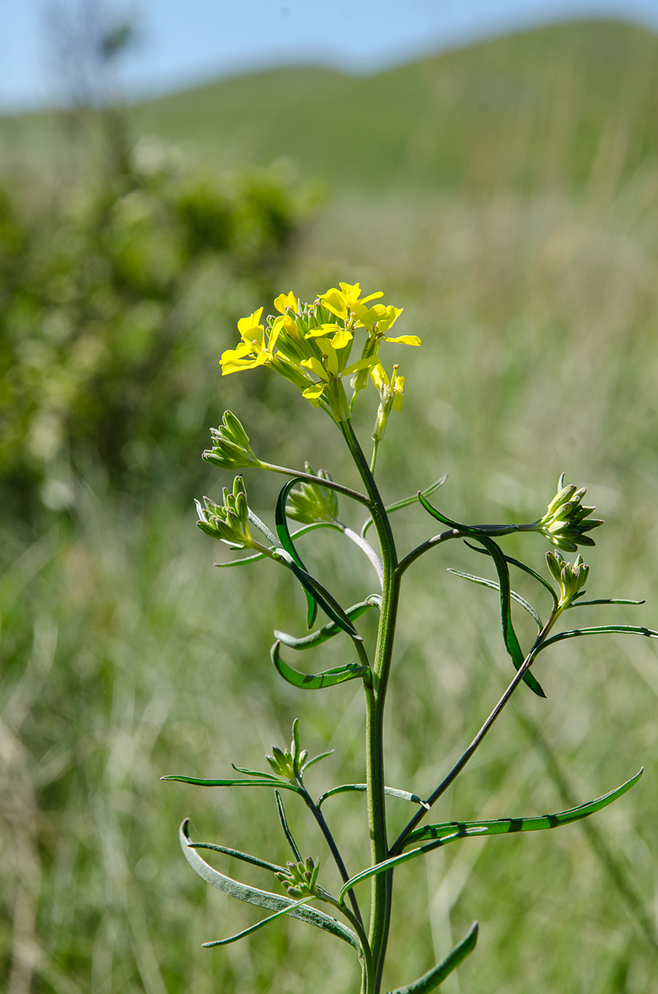 Изображение особи Erysimum canescens.