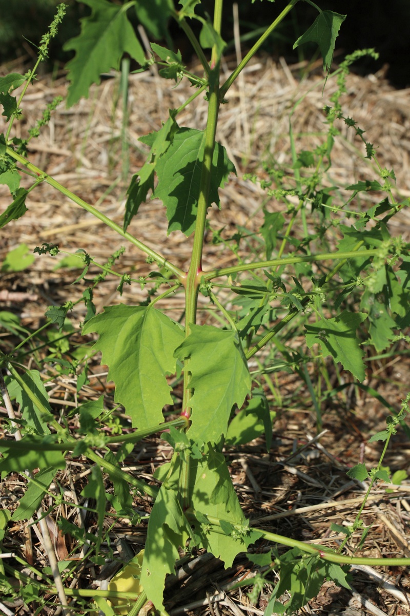 Image of Atriplex calotheca specimen.