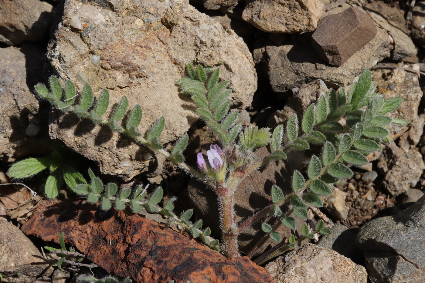 Изображение особи Astragalus sinaicus.