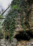 View full-size image Hedera colchica