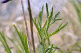 Смотреть изображение Viola dissecta