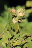 View full-size image Corylus avellana
