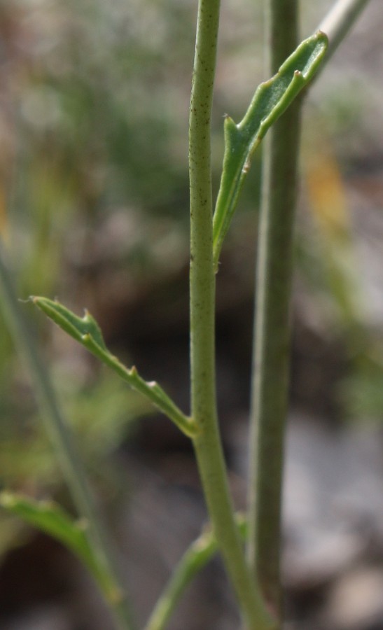 Image of Erucastrum cretaceum specimen.