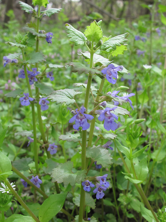 Изображение особи Glechoma hederacea.