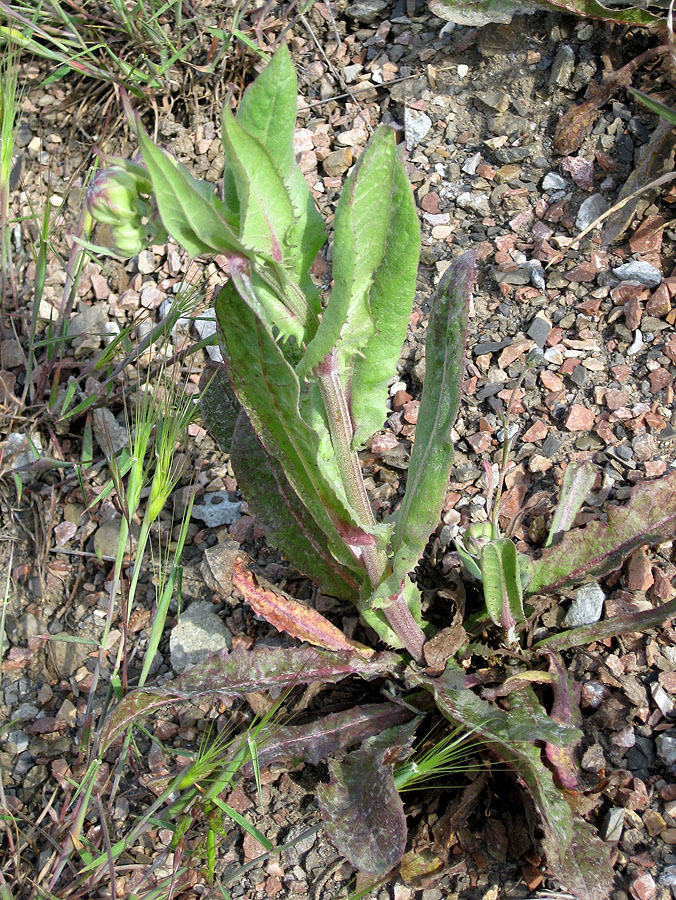 Image of Crepis alpina specimen.