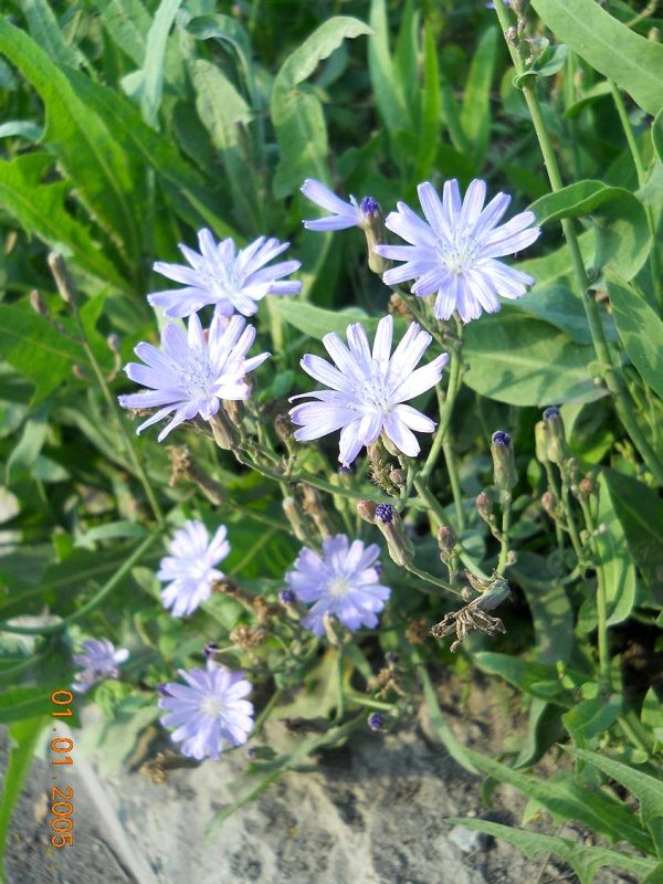 Image of Lactuca tatarica specimen.