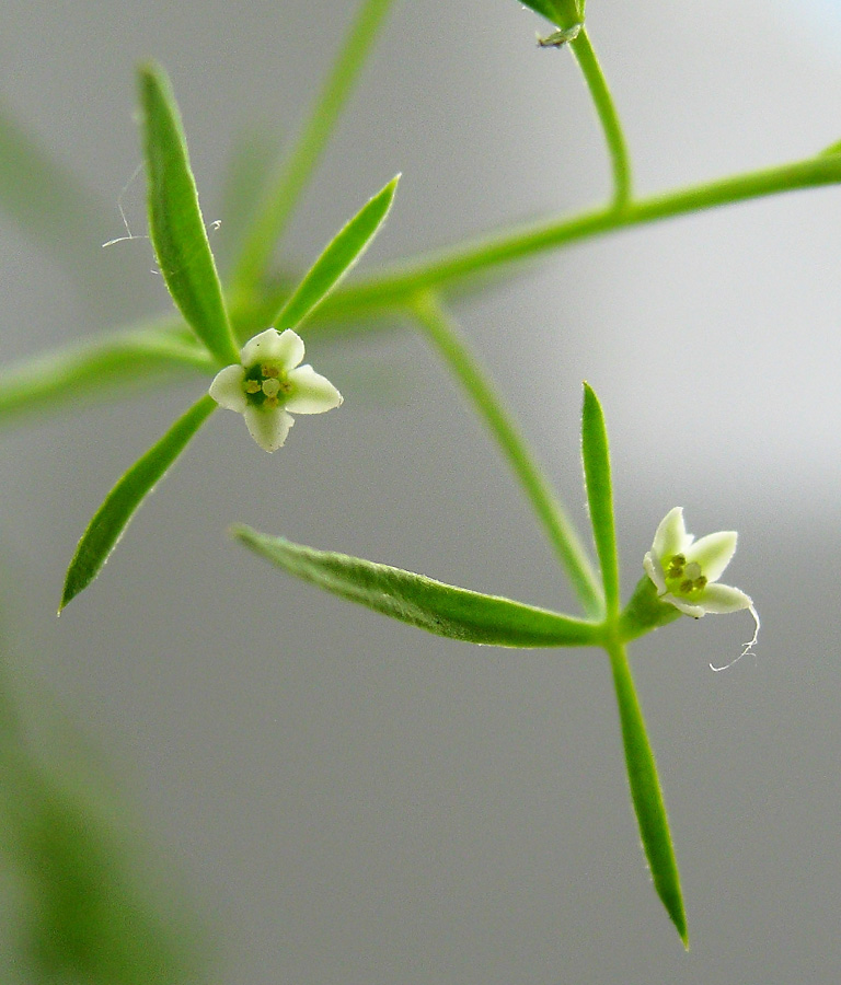 Изображение особи Thesium ramosum.