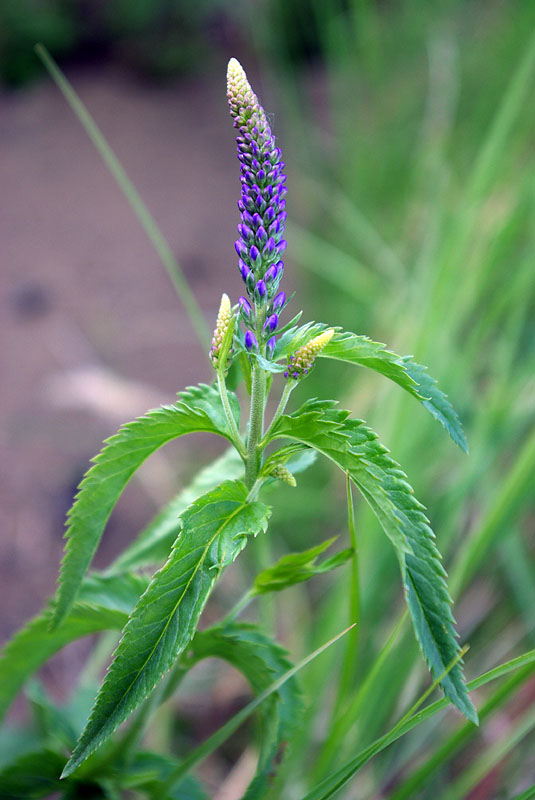 Изображение особи Veronica longifolia.