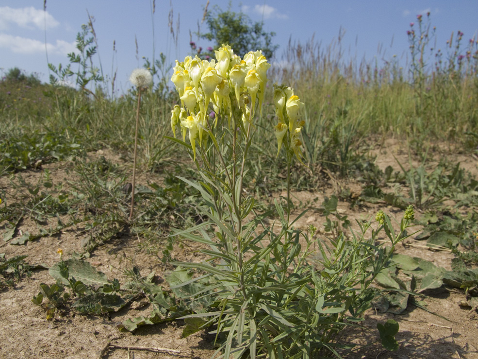 Image of Linaria vulgaris specimen.