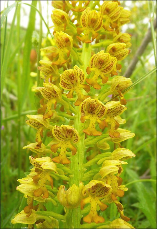 Изображение особи Orchis punctulata.