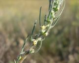 Bassia laniflora