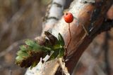 Sorbus turkestanica