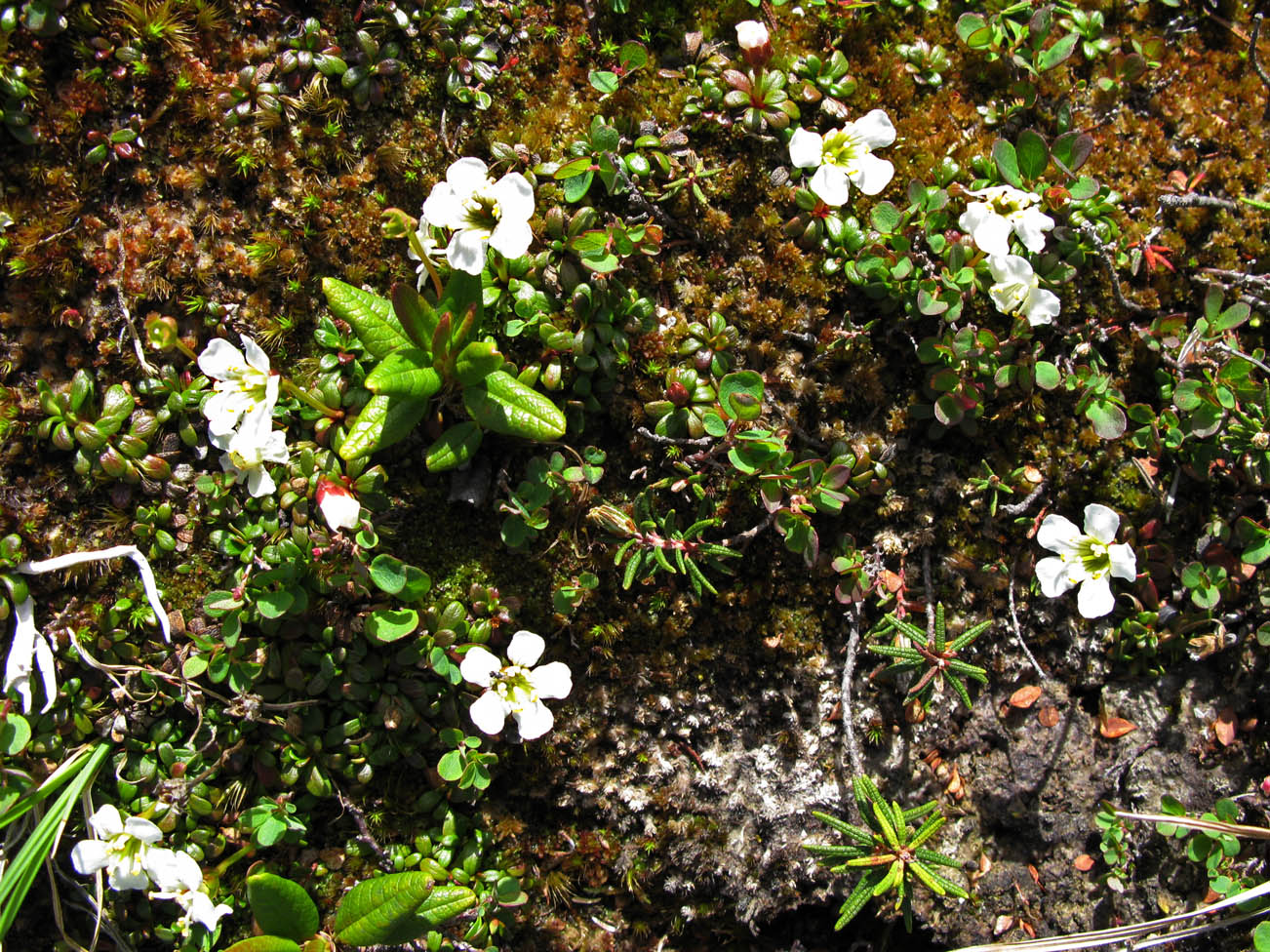 Изображение особи Diapensia obovata.