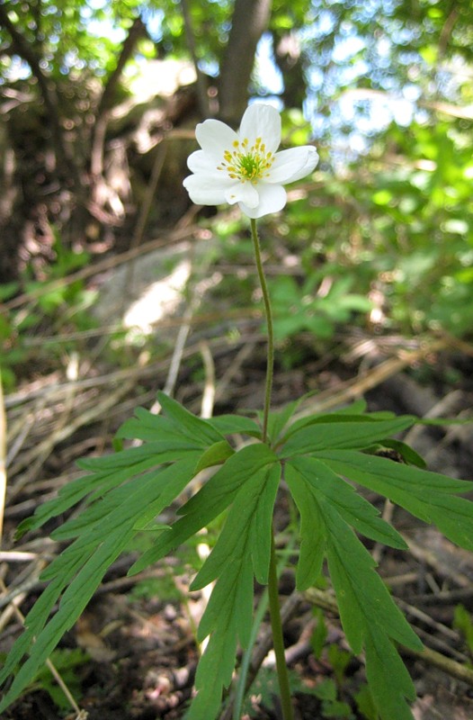 Image of Anemone caerulea specimen.