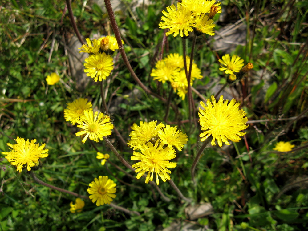 Image of Pilosella czerepninii specimen.