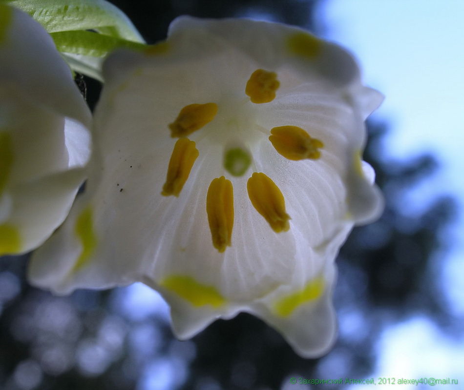 Изображение особи Leucojum vernum var. carpathicum.