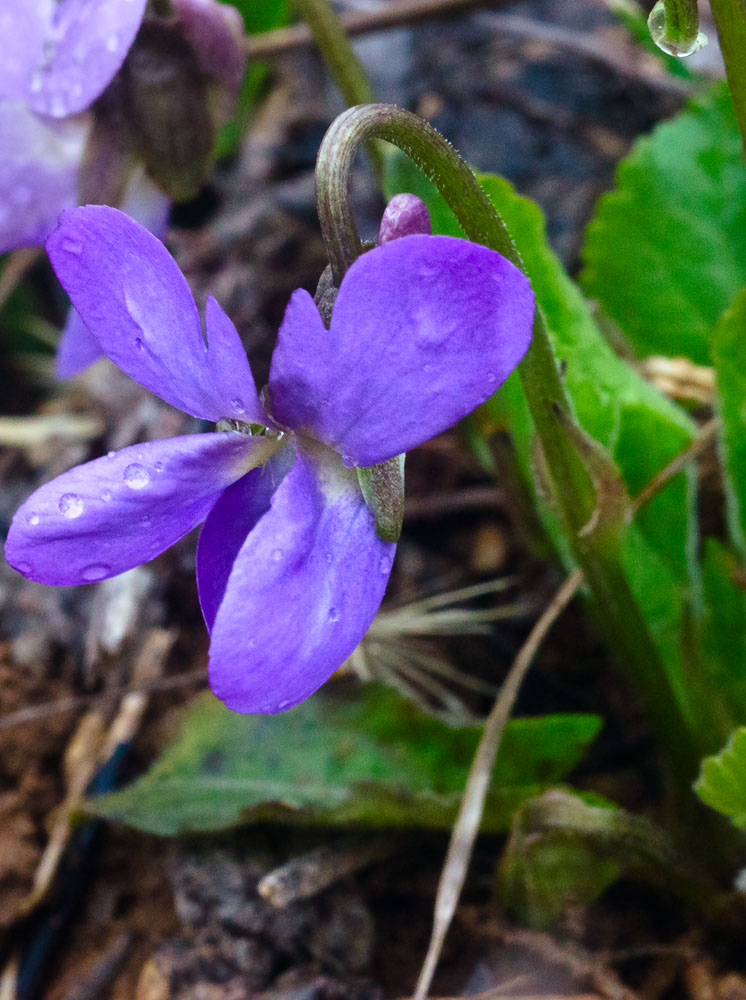 Image of Viola ambigua specimen.