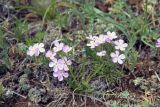 Phlox sibirica