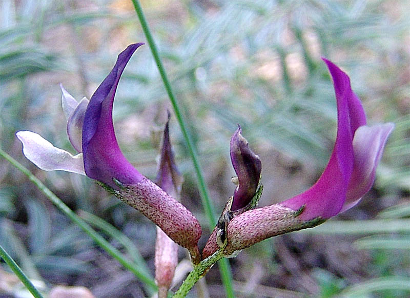 Изображение особи Astragalus rostratus.