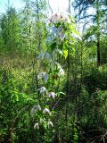 Atragene sibirica. Цветущее растение. Республика Саха (Якутия), Томпонский р-н, с. Кескил. 12.06.2009.