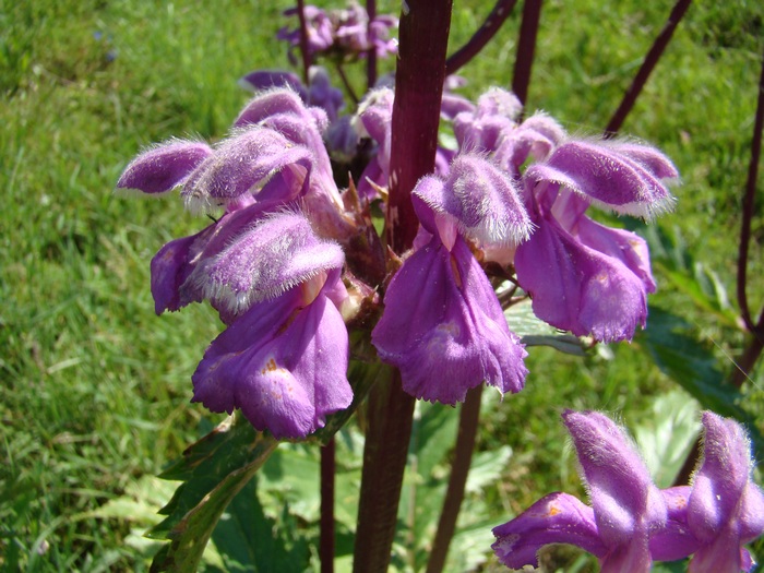 Image of Phlomoides lehmanniana specimen.