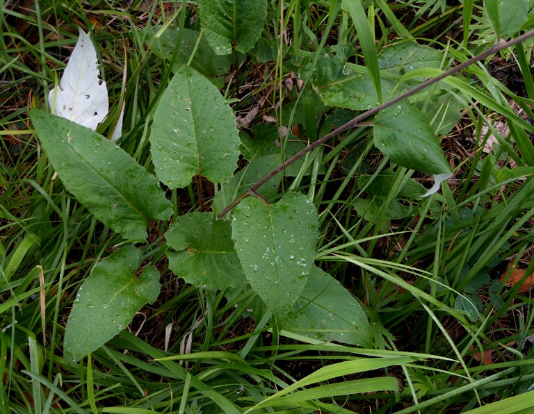 Image of Saussurea controversa specimen.