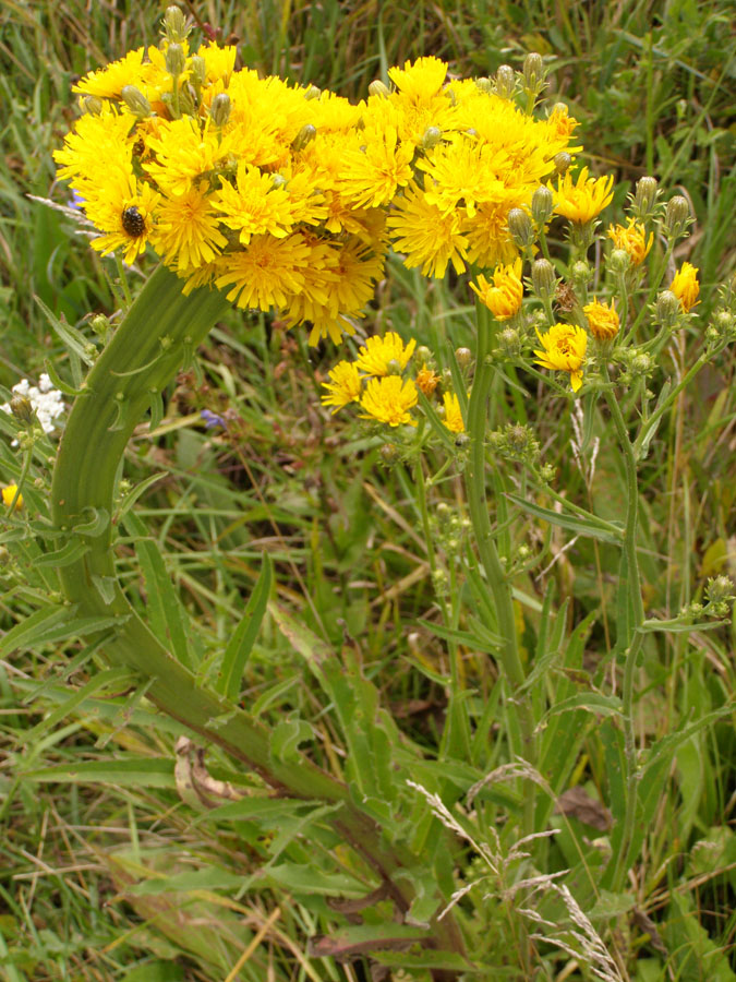 Image of Picris hieracioides specimen.