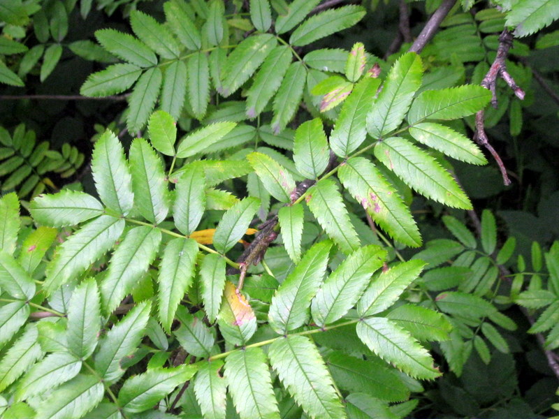 Image of Sorbus sambucifolia specimen.