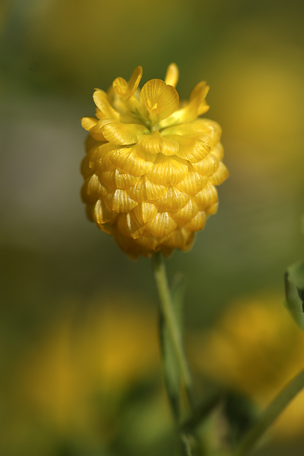 Image of Trifolium aureum specimen.