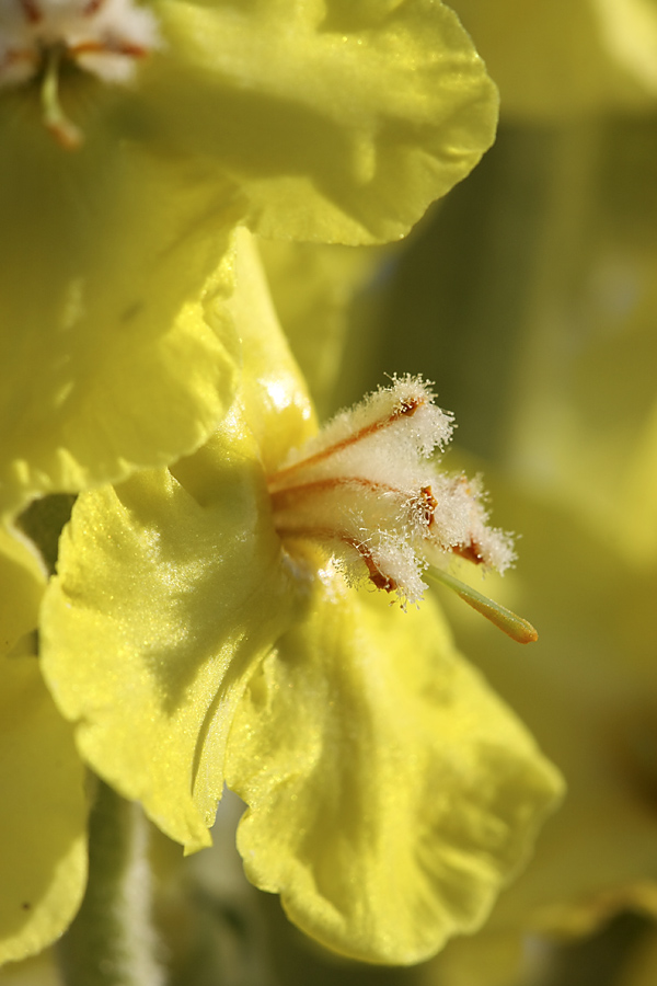 Image of Verbascum songaricum specimen.