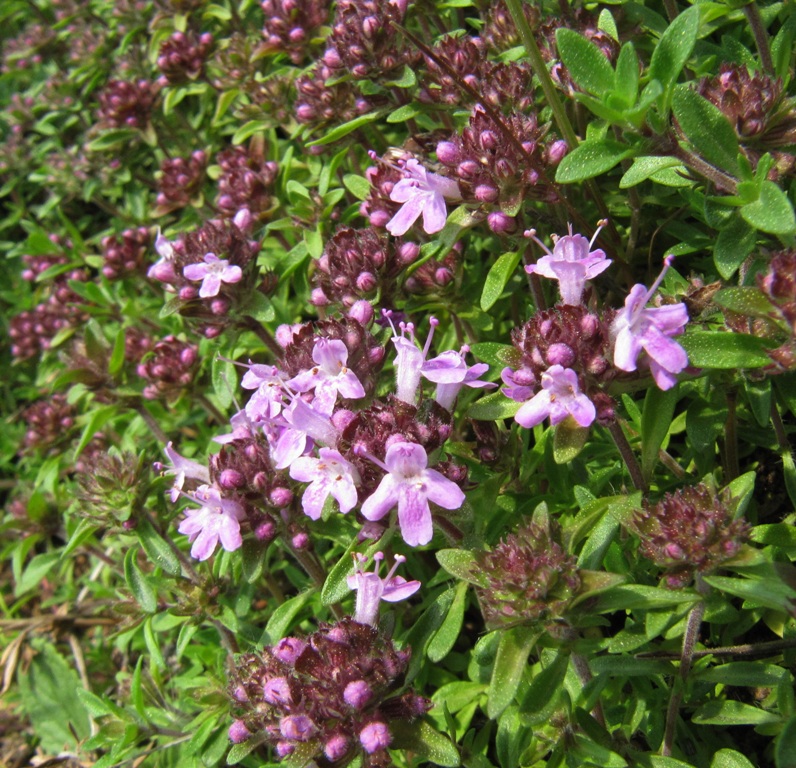 Image of genus Thymus specimen.